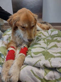 Fundraiser For Gus - Sticker