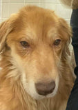 Fundraiser For Gus - Sticker